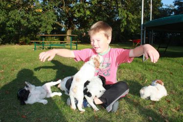 Brittany Spaniel, Spaniels, puppies, for sale, epagneul breton